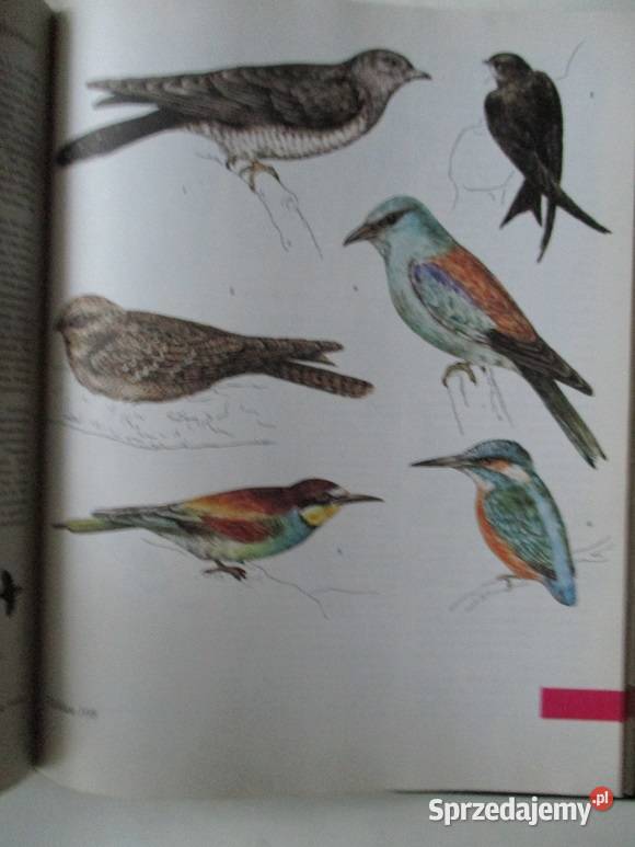 Bezkrwawe łowy Puchalski Świat zwierząt przyroda biologia, ekologia łódzkie