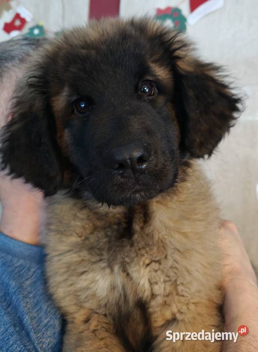 Leonberger szczeniak suczka ZKwPFCI łódzkie Chociszew