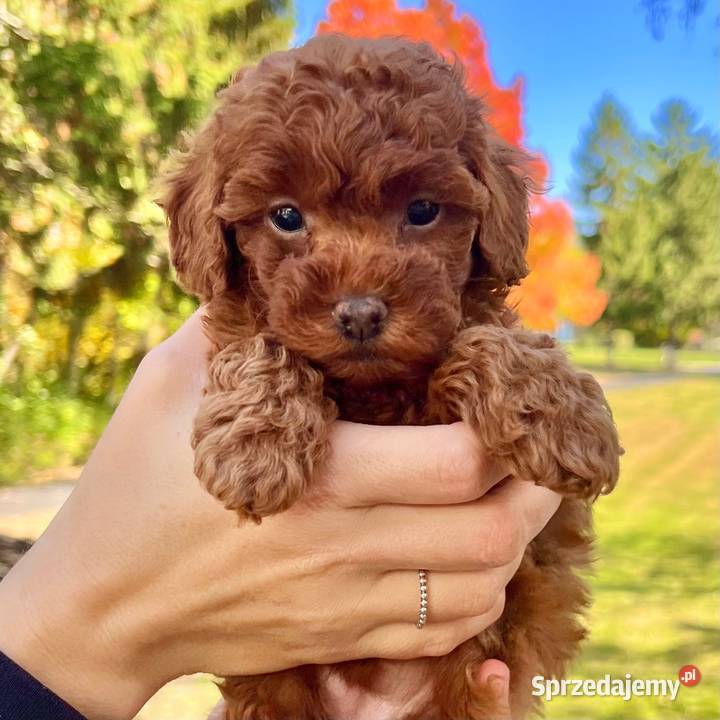 Sliczne szczenieta Pudel toy red brown Pozostałe dolnośląskie Oława sprzedam