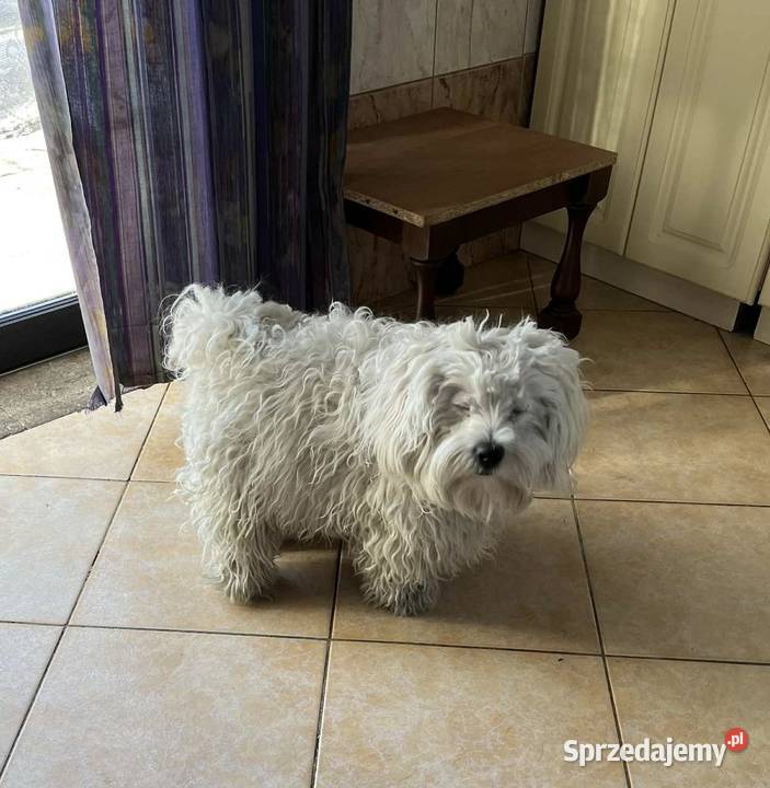 Oddam Maltańczyka mazowieckie Radom