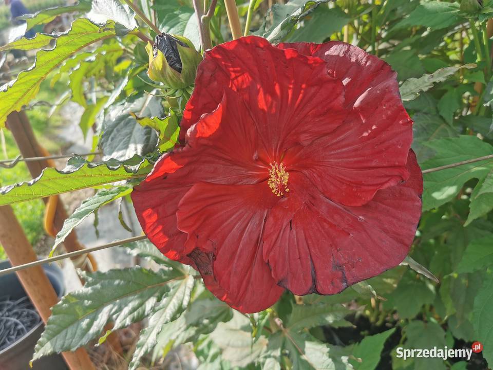 Hibiskus bagienny duże sadzonki Pozostałe Chrzanowo-Bronisze sprzedam