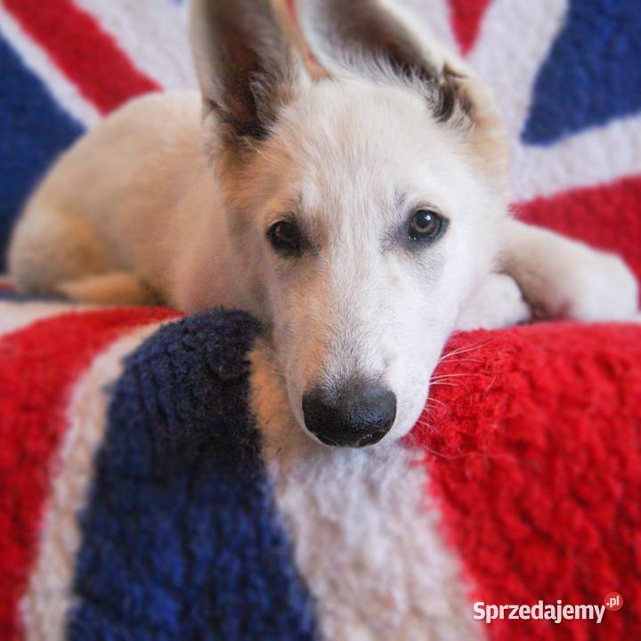 Szczenięta Białego owczarka Szwajcarskiego Hajnówka