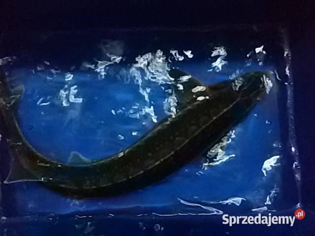 RYBY NA WIGILIĘ KARP KRÓLEWSKI AMUR JESIOTR