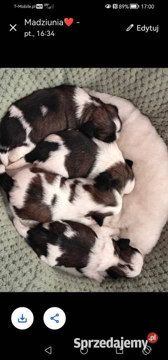 Szczenięta Shih Tzu Shih Tzu Zwoleń
