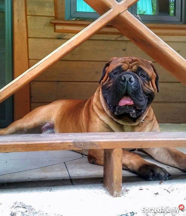 Szczenięta Bullmastiff ZKwP FCI