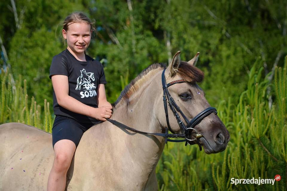 Konik polski cudowny charakter dzieci dolnośląskie Sobin