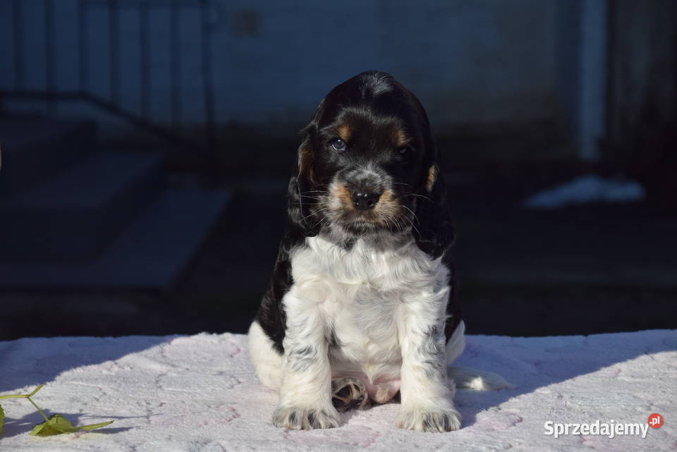 Cocker Spaniel Angielski Burbon Cocker Spaniel Nowy Sącz
