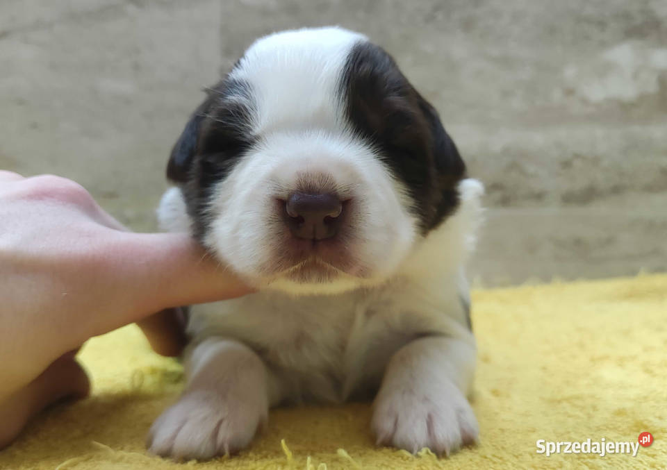 Rasowy pies Border Collie z pełną dok przebadani Iwonicz