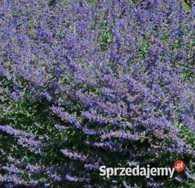 Irysy syberyjskie sadzonki sadzonki Pszów