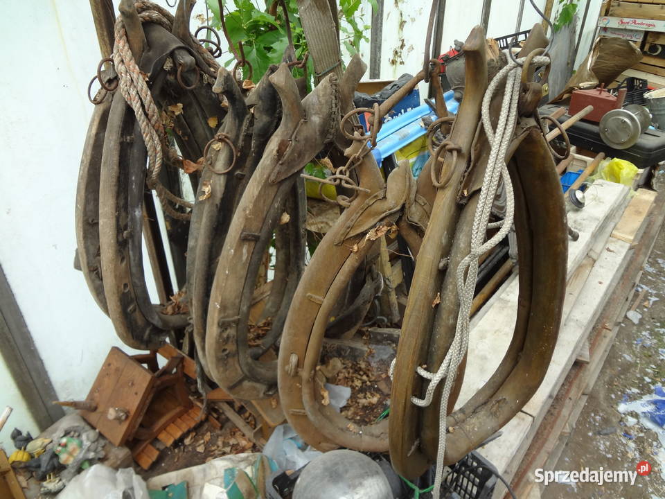 homonta konne kilka sztuk Pozostałe dolnośląskie