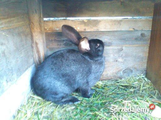 królika rasy Belgijski Olbrzym wielkopolskie Jarocin