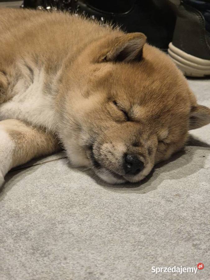 Szczeniak SHIBA INU RODOWÓD Rabka-Zdrój sprzedam