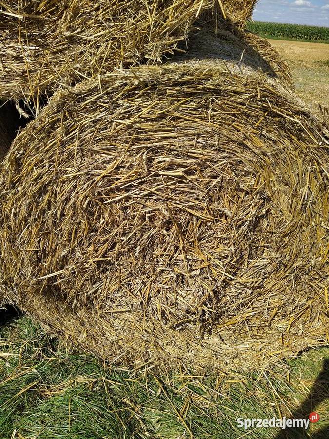 Słoma z pszenżyta z tegorocznych żniw Rolnictwo mazowieckie Pułtusk sprzedam