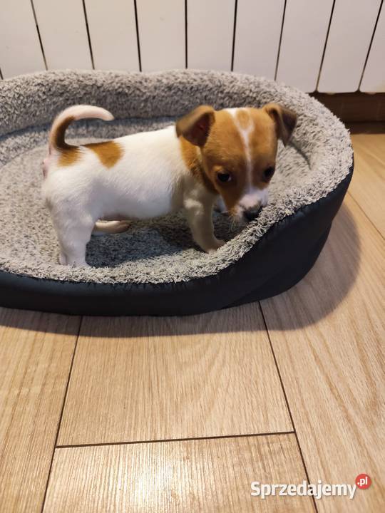 Jack Russell terrier Piątek