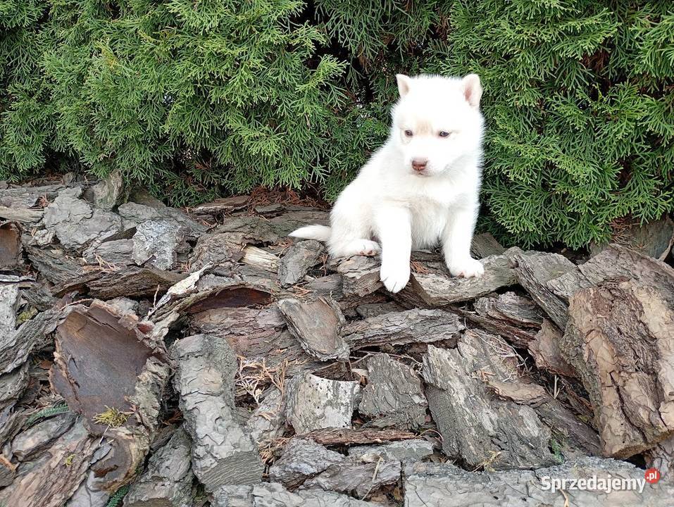 Siberian husky boy śląskie Racibórz
