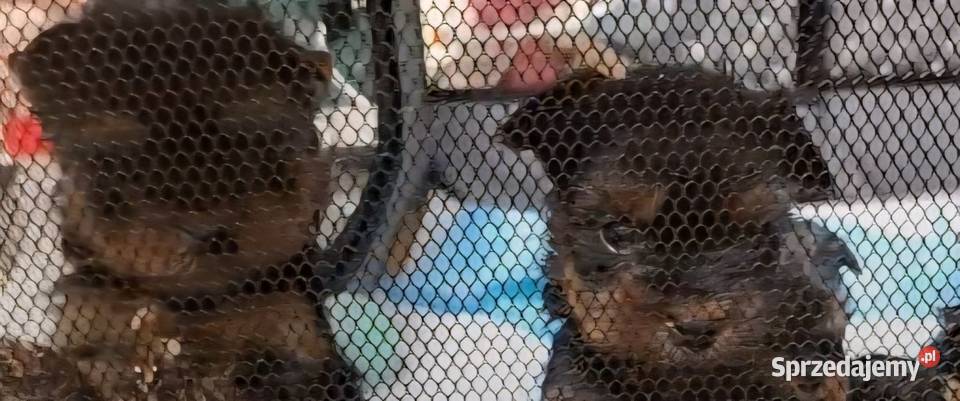 York sunia lubuskie Gorzów Wielkopolski