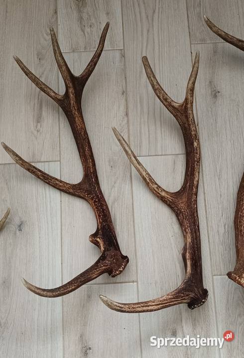 Poroże jelenia Wydrze sprzedam
