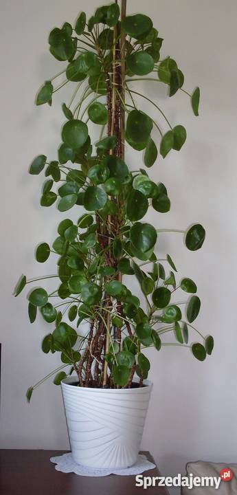 Kwiatek domowy Pieniążek Poznań sprzedam