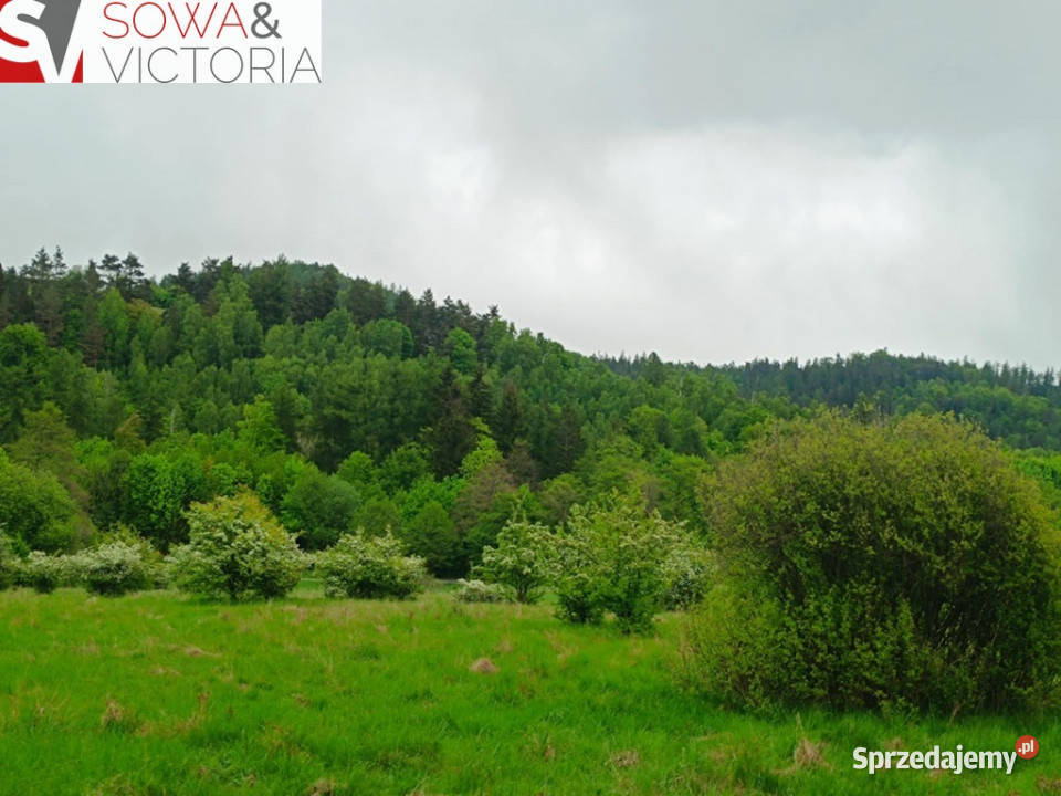 Widok na góry piękny drzewostan lesie Jedlina-Zdrój