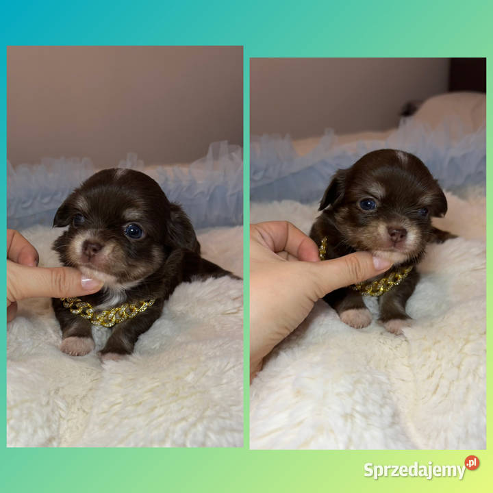 Chihuahua mini piesek czekoladowy długowłosy Bełchatów