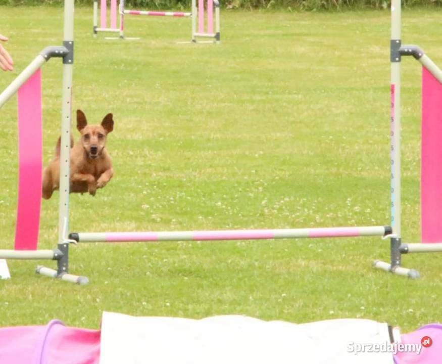 PINCZER MINIATUROWY SUKA HODOWLANA CH MłZw