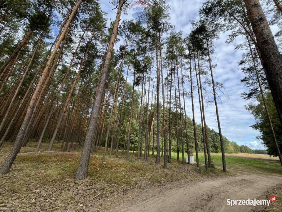 Działka siedliskowa mazowieckie Pustelnik