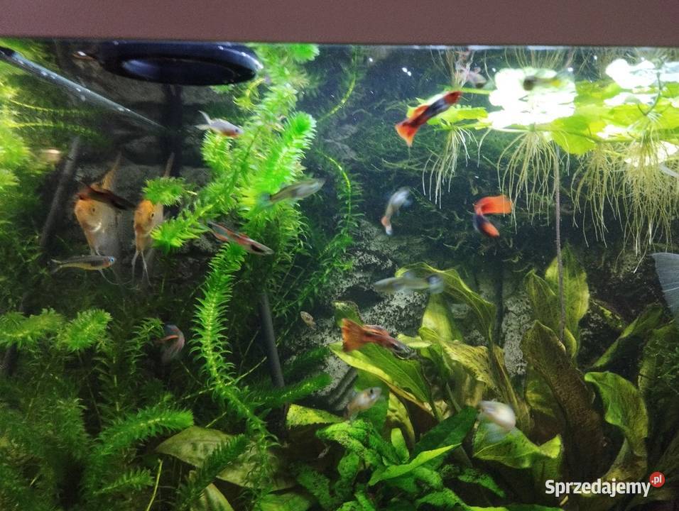 Gupiki ryby akwariowe rybki akwarium Wygoda