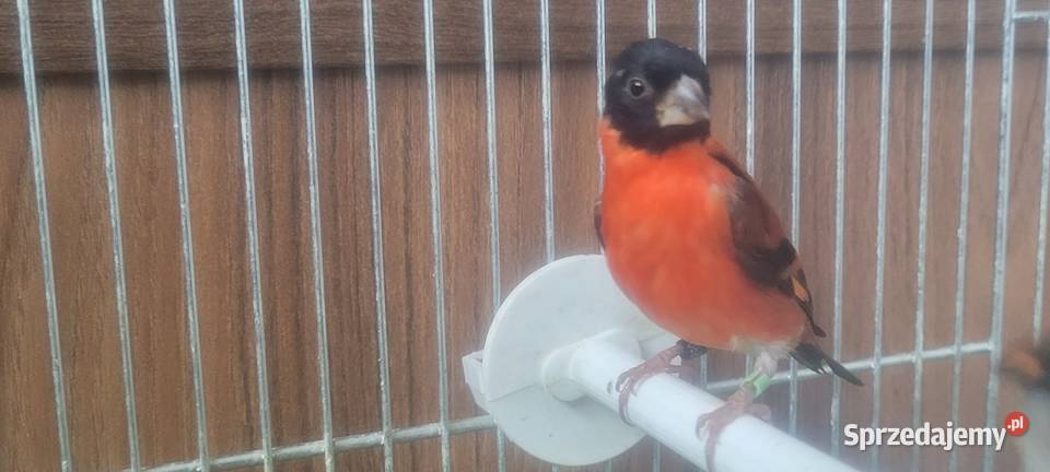 Czyzyki czerwone Wieliczka