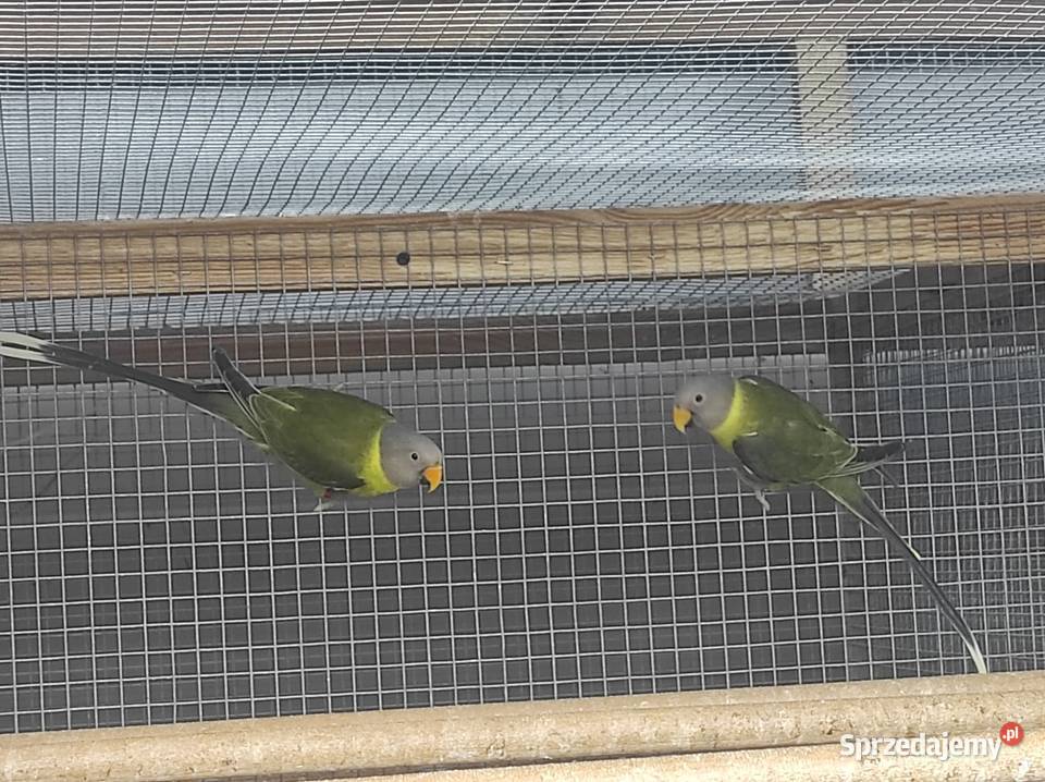 Aleksandretty śliwogłowe oliwkowe 2024 mazowieckie Warszawa