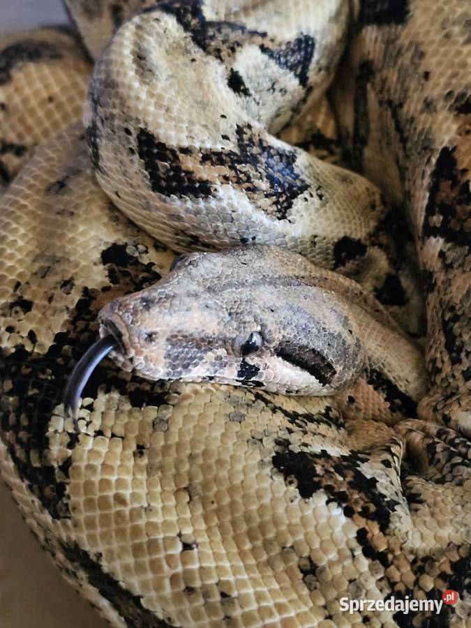 Wąż Boa Constrictor Costa Rica Samiec duży
