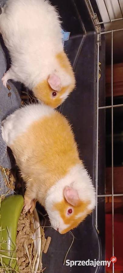 TEDDY SAMCZYK 55 MIES RUBINOWE OCZY I MNIEJSZY