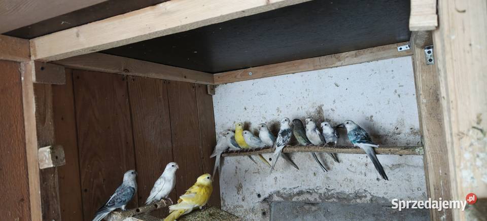 Papugi świergoty małopolskie Kraków