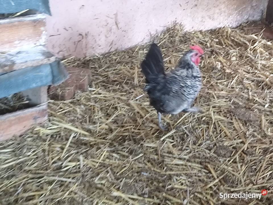 Koguciki cwerki Kościan