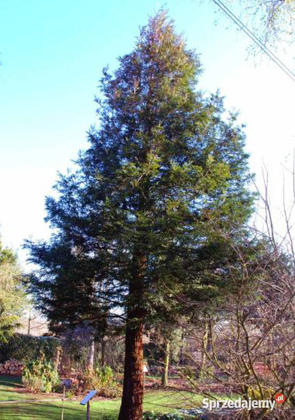 SEKWOJA ZAWSZEZIELONA Sequoia sempervirens kujawsko-pomorskie Lubanie