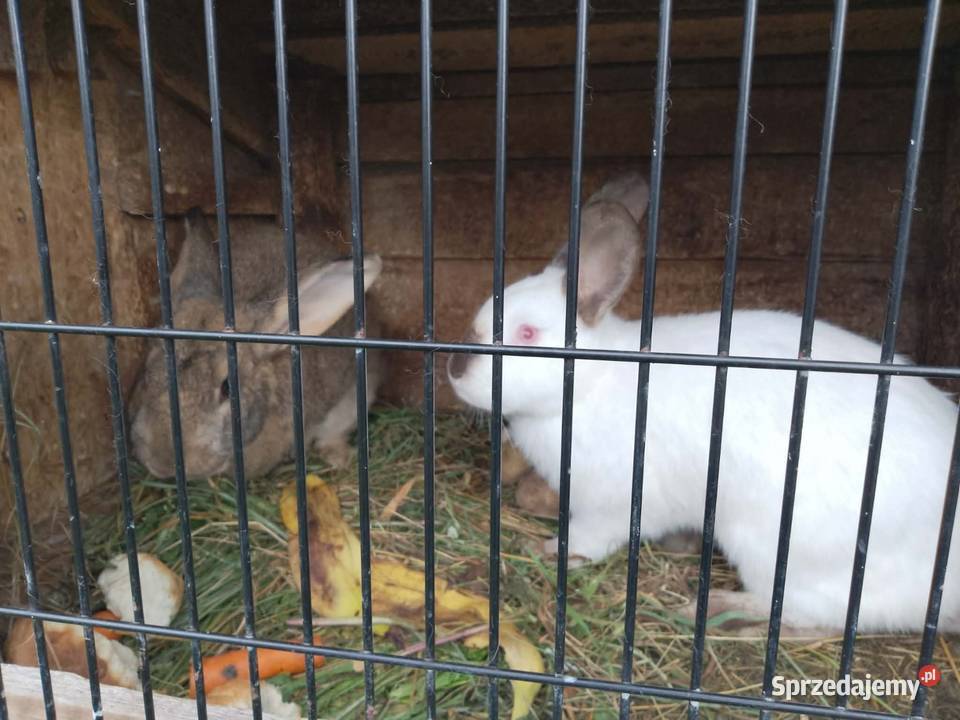 Kruliki domowe wolny wybieg Króliki Giełda zwierząt Kielce