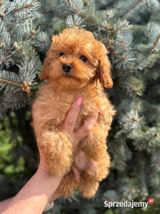Cavapoo pudel cavalier Pozostałe śląskie Rybnik