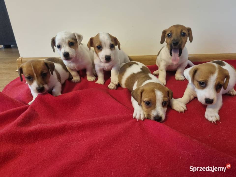ŚLICZNE SUNIE Jack Russell Terrier Stary Broniszew sprzedam