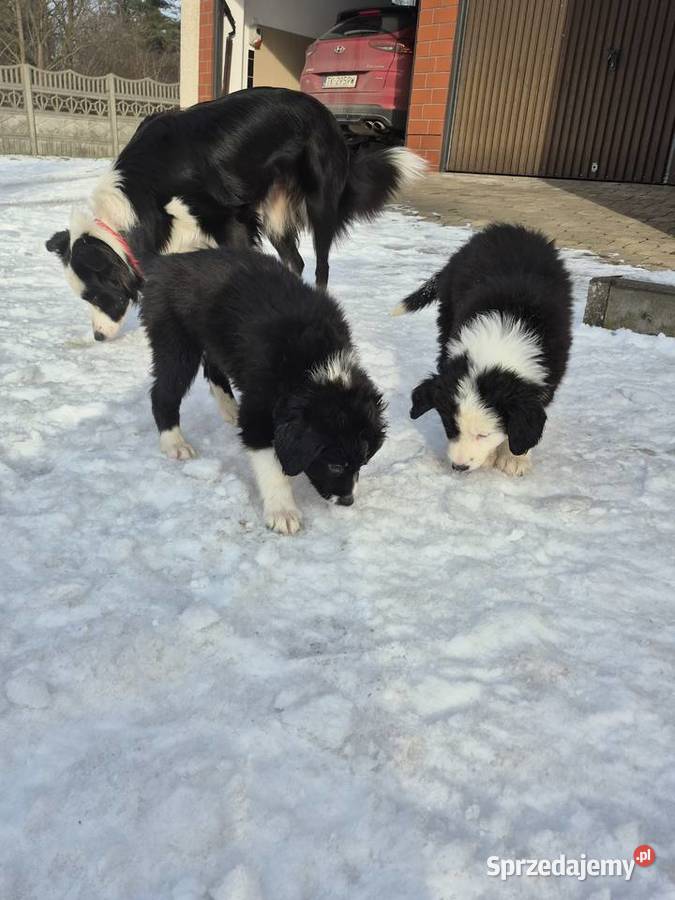 Border Collie Border Family świętokrzyskie
