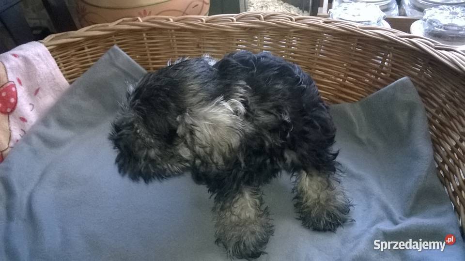 sznaucer miniaturowy Lubień Kujawski sprzedam