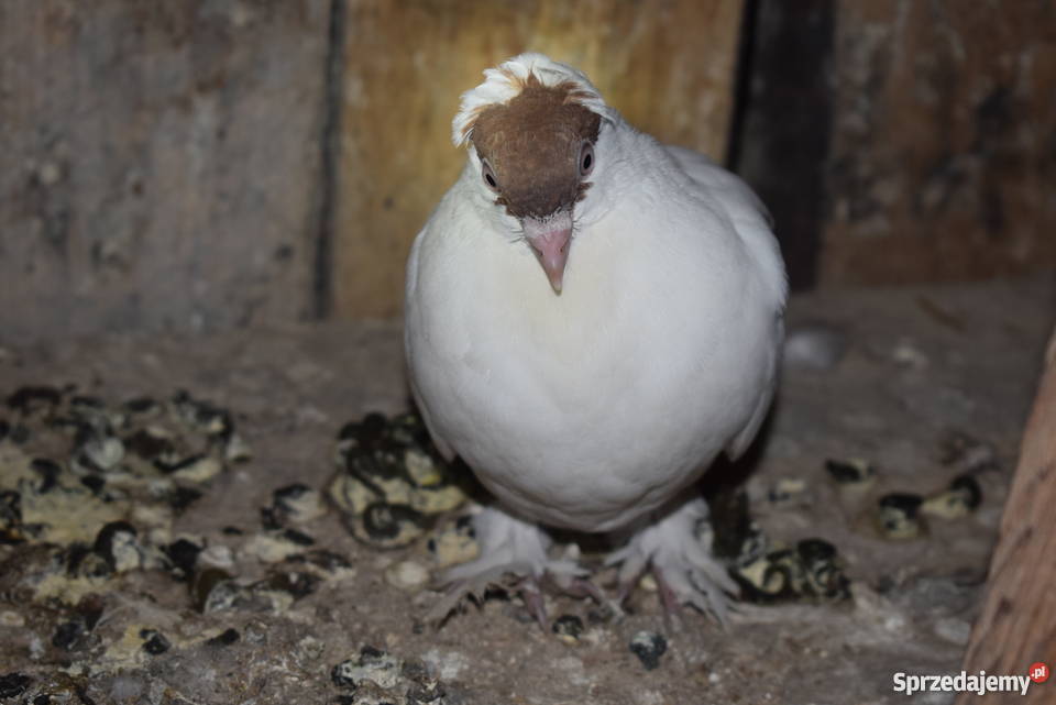 gołębie fajfry pawiki krymki