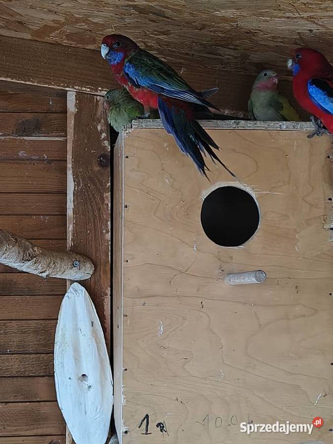 Księżniczki Walii inne papugi Sobków