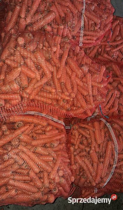 Marchew odpadowa Kałuszyn