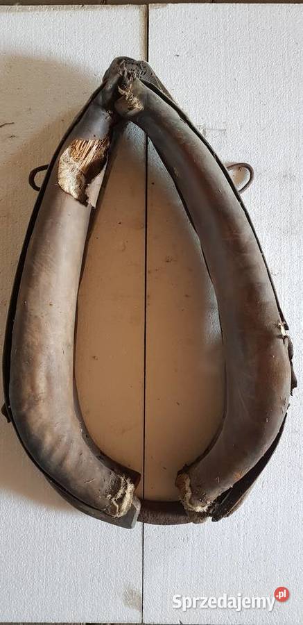 Homonto konia dolnośląskie Zgorzelec