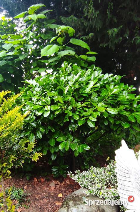 Lauriwiśnia Novita w doniczce wysokość 30 zachodniopomorskie Kamień Pomorski sprzedam