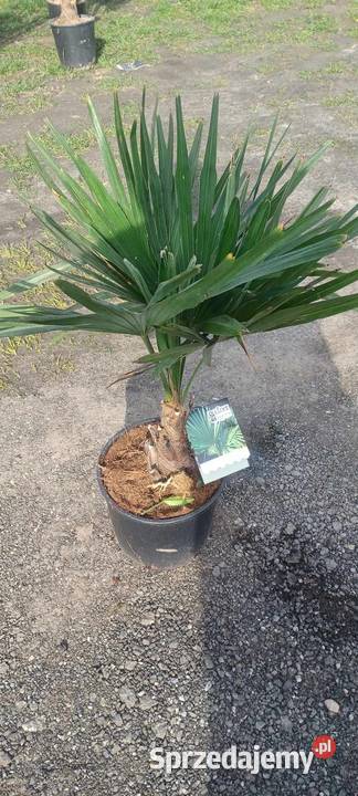 Palmy trawy mrozoodporne Pozostałe wielkopolskie Konin