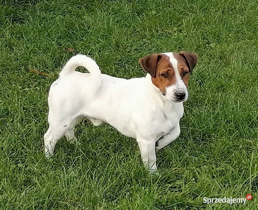 Suczka Jack Russell Terrier wielkopolskie Rawicz