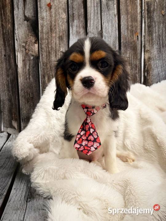 BENJI Piesek Cavalier King Charles Spaniel Cavalier King Charles Spaniel Limanowa sprzedam