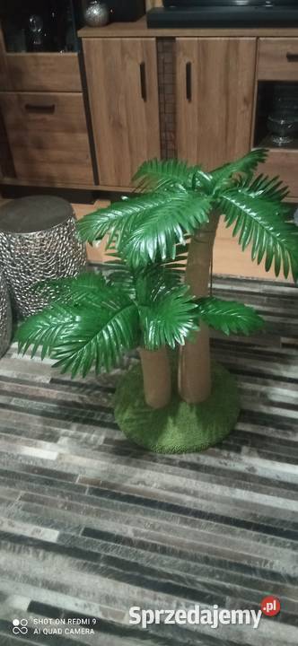 Drapak kota palma tropikalna kokosowa piękny Białystok