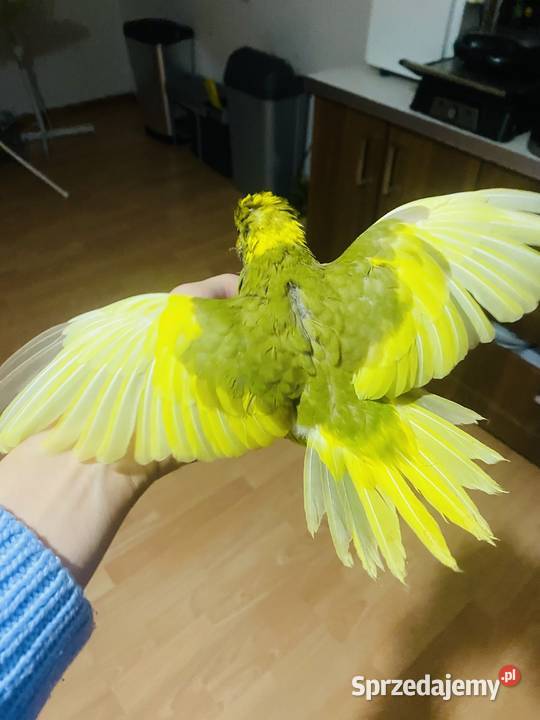 Modrolotki ręcznie karmione oswojone pupile mazowieckie Warszawa