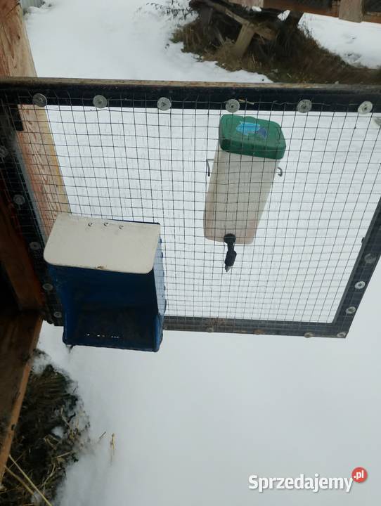 Klatka królika Frank